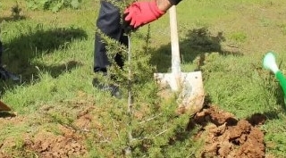 Tatvan Devlet Hastanesi Bahçesinde Ağaç Dikme Etkinliği