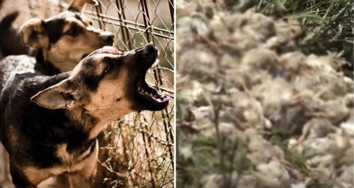 Bitlis Son Dakika Şırnak'ta sahipsiz köpeklerin saldırdığı 40 tavuk ve horoz telef oldu